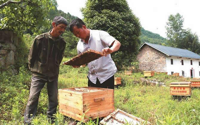 蜜蜂養殖技術