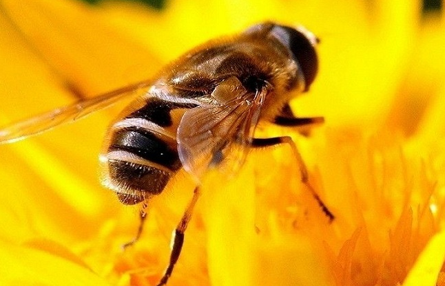 蜜蜂的養殖方法以及它對人的益處（蜜蜂養殖需要什么條件）