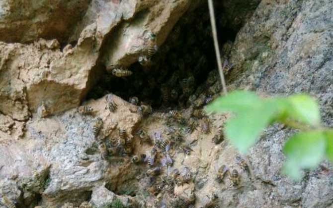 怎么找山蜜蜂（最簡單找山蜜蜂方法）