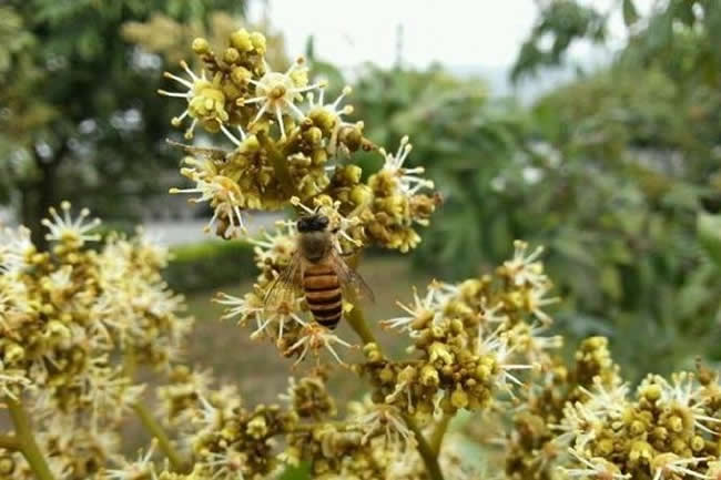 【蜜蜂知識】全國主要蜜源植物大全