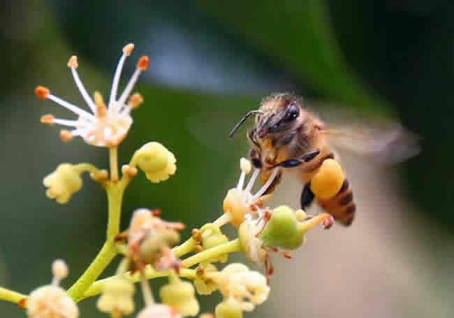 【蜜蜂知識】全國主要蜜源植物大全