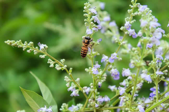 【蜜蜂知識】全國主要蜜源植物大全