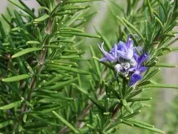 蜂場種什么花最好看（10種蜜蜂最喜歡光顧的植物花兒）