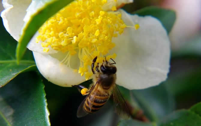 蜜蜂失王