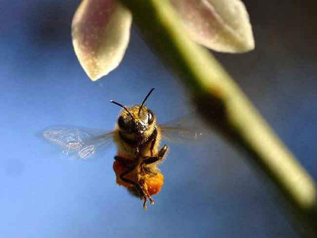 意大利蜂和中華蜜蜂能一起養(yǎng)嗎?