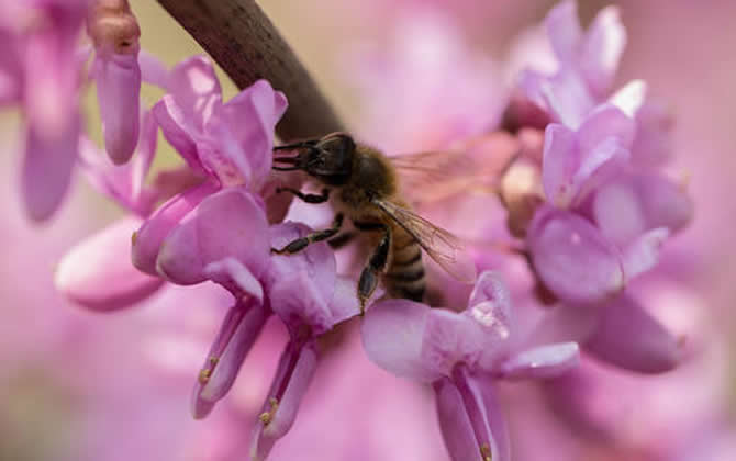 新手養蜂