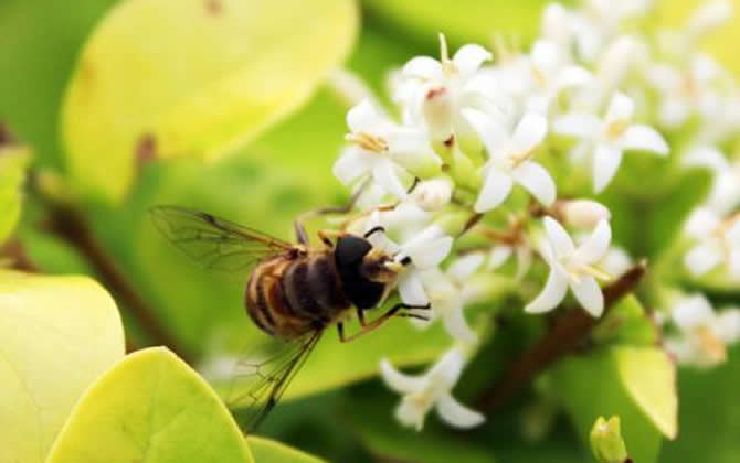 新手養蜂