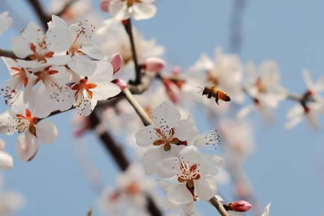 蜜蜂繁殖