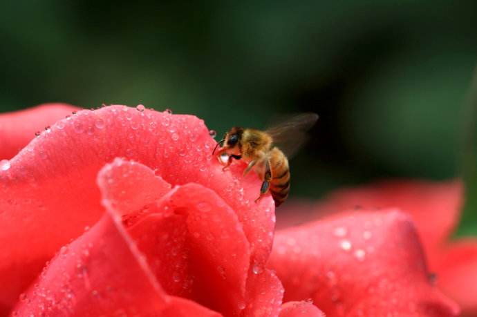 【蜜蜂知識】蜜蜂什么時候分蜂？