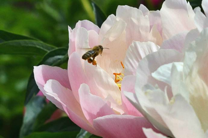 【蜜蜂知識】蜜蜂什么時候分蜂？