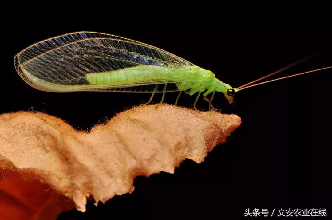 常見農業昆蟲分類有哪些（農業昆蟲的種類介紹）