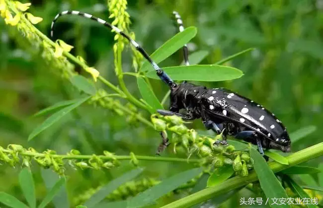 常見農業昆蟲分類有哪些（農業昆蟲的種類介紹）