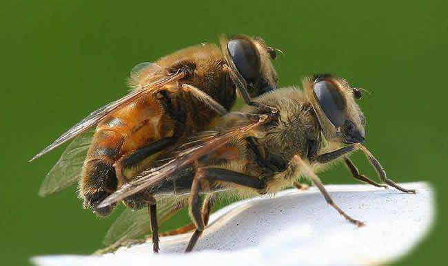 【蜜蜂知識】蜜蜂的生物學特性有哪些？