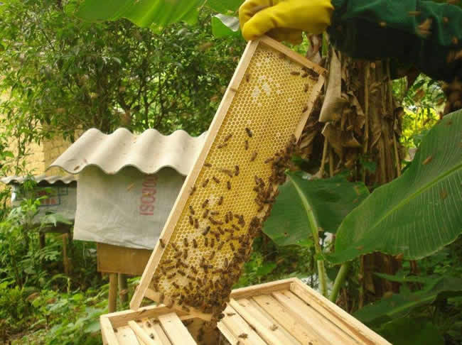 巢框和巢礎有什么區別（蜜蜂巢礎有什么作用）