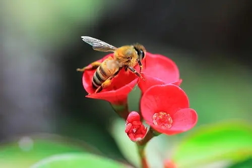 蜜蜂會(huì)采紅花油茶花的蜜和粉嗎（油茶花對(duì)蜜蜂的影響）