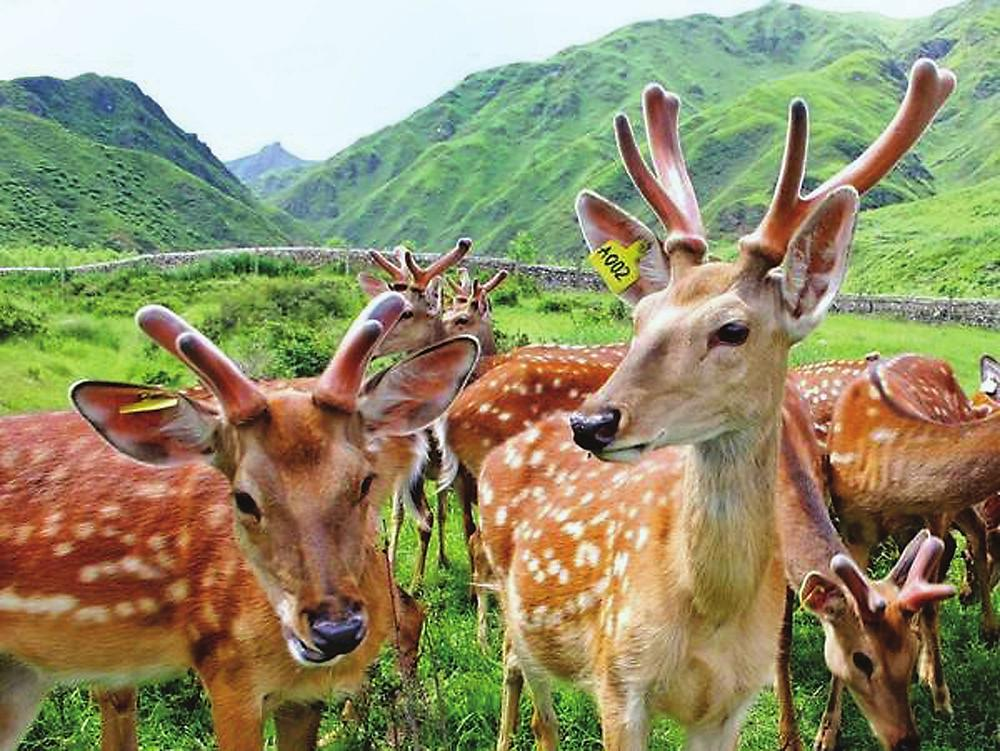 鹿角每年都會(huì)自然脫落，人類為何割鹿茸，而不是撿拾脫落的鹿角？