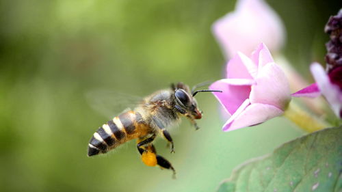 家里經常會有蜜蜂進來預示什么（蜜蜂進家里有什么預兆 ）