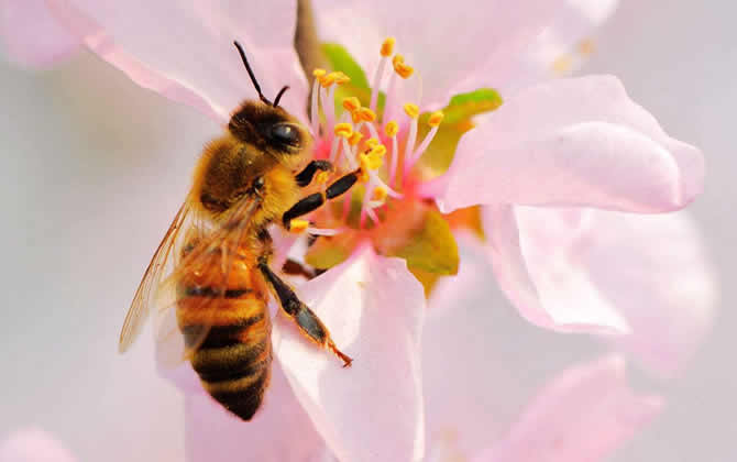 蜜蜂把花蜜釀成蜂蜜大約需要多久?