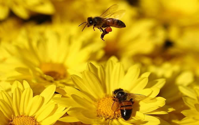 蜜蜂把花蜜釀成蜂蜜大約需要多久?