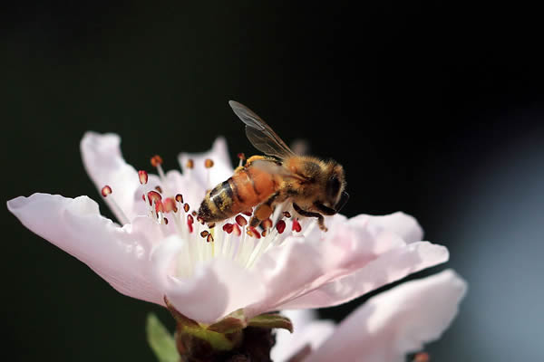 【蜜蜂知識】蜜蜂生活環境的特性