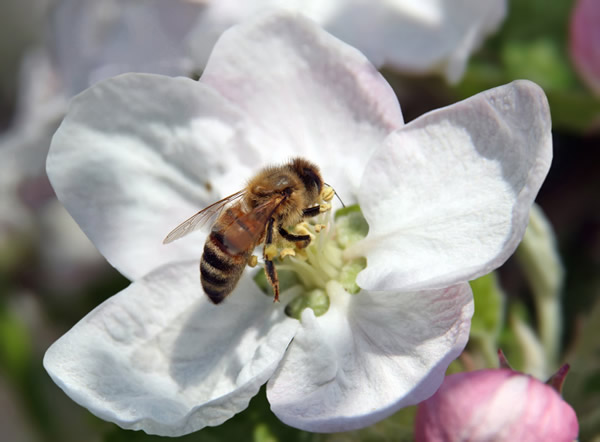 【蜜蜂知識】蜜蜂生活環境的特性