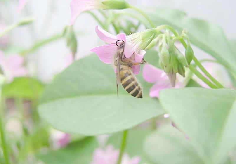 如何誘捕別人家的蜜蜂到蜂箱來?