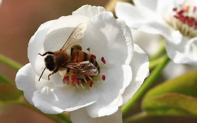 蜜蜂釀蜜