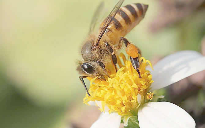 蜜蜂釀蜜