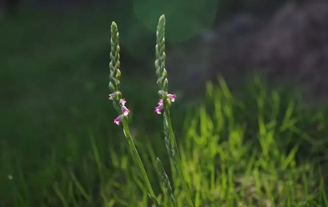 隧蜂有天敵嗎（天敵是什么）