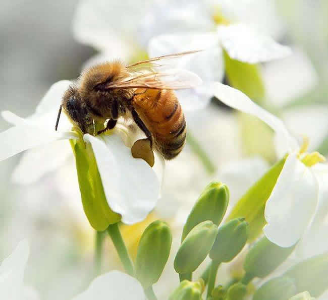 三步教你入門養蜂