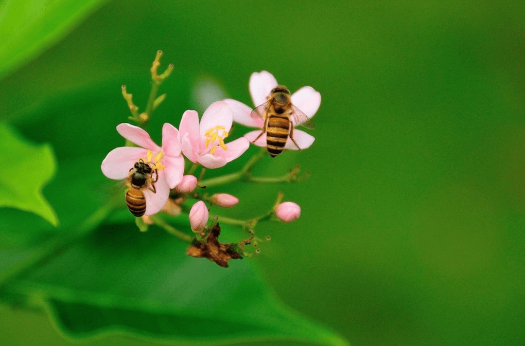 想養蜂從這些基礎做起（新手養蜂入門及注意事項）