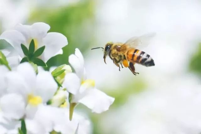 松丹一號(hào)蜜蜂怎么樣（松丹一號(hào)蜂王優(yōu)點(diǎn)）