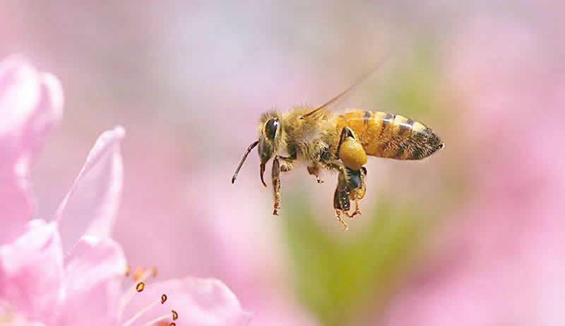 一箱蜜蜂兩個蜂王可以嗎？