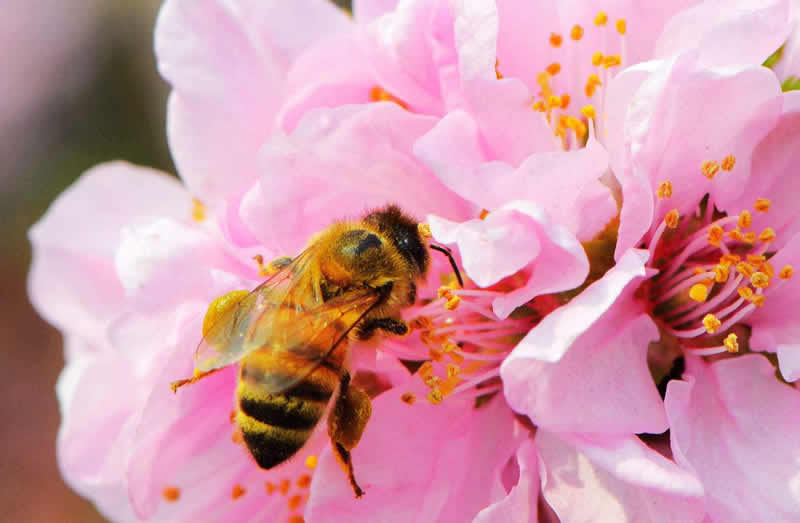 一箱蜜蜂兩個蜂王可以嗎？