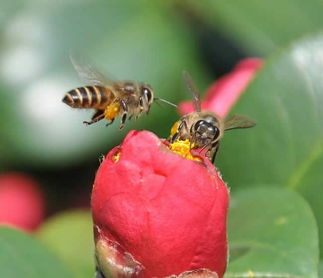 一箱蜜蜂一年能分幾箱?