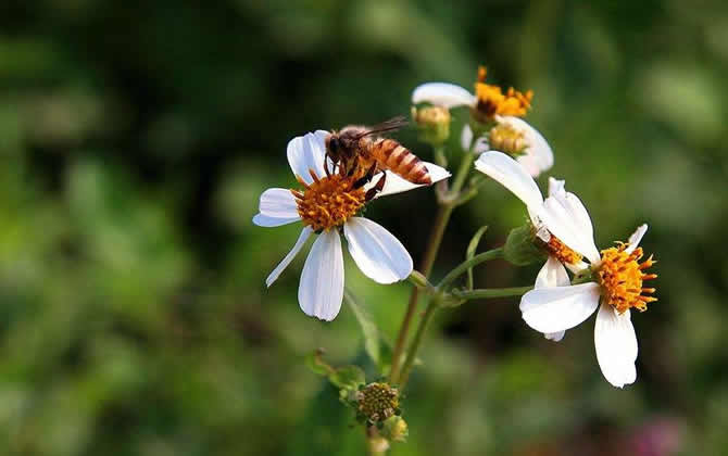 蜜蜂養殖