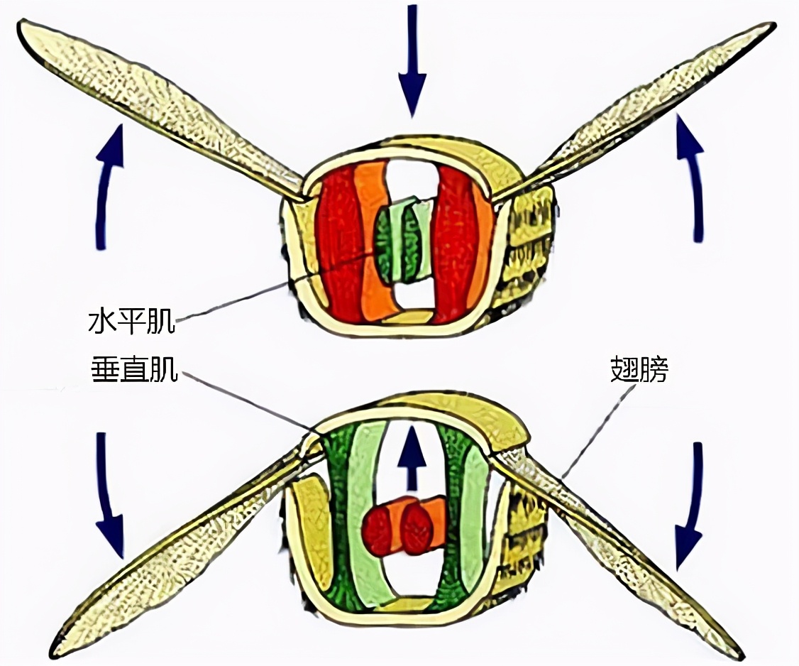 蜜蜂是不是有四只翅膀