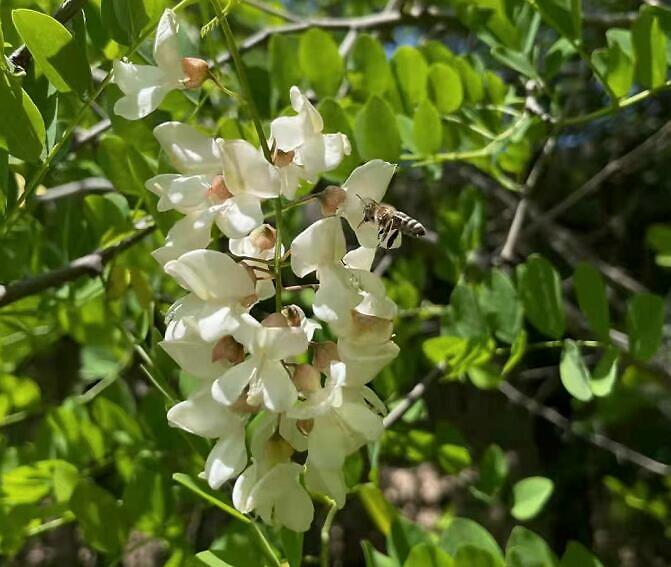 蜂蜜是花蜜嗎（蜂蜜是怎么產生的）