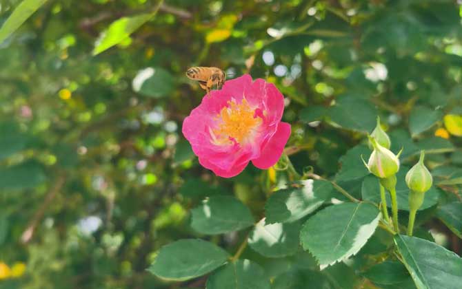 冬天到了蜜蜂干什么去了（蜜蜂的行為）