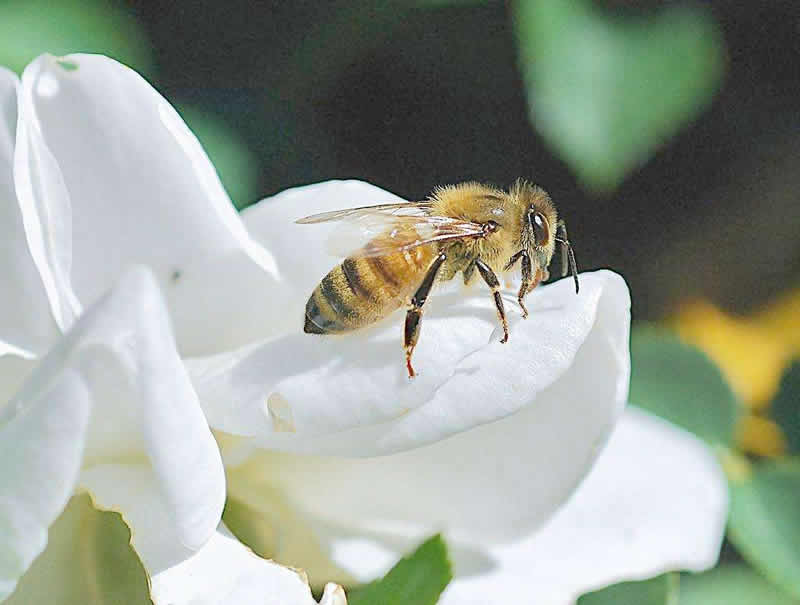 蜜蜂喂什么繁殖得快?