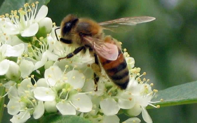 蜜蜂壽命