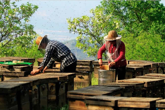 我國哪里養蜂人最多？