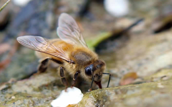 麥蜂（野生無刺蜂）