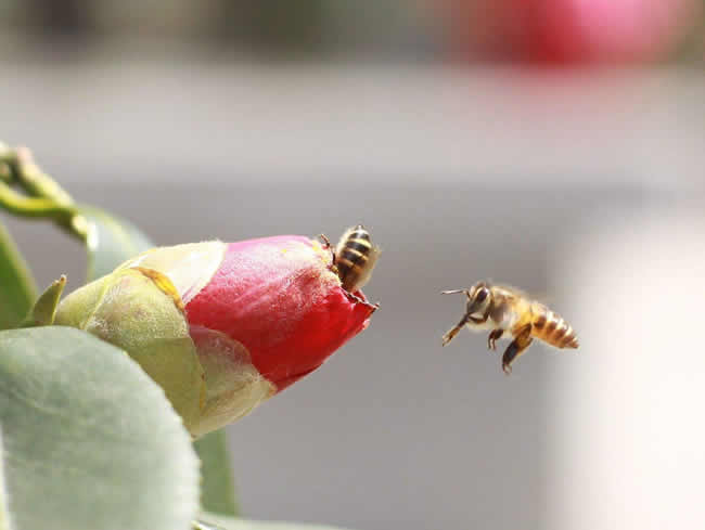 【蜜蜂知識(shí)】蜜蜂怎樣安全度夏？