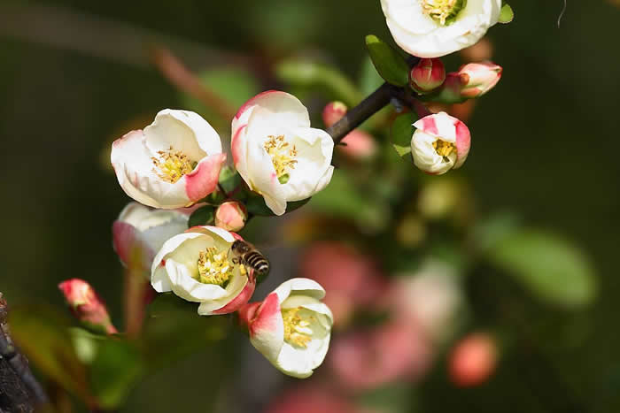 如何控制自然分蜂？