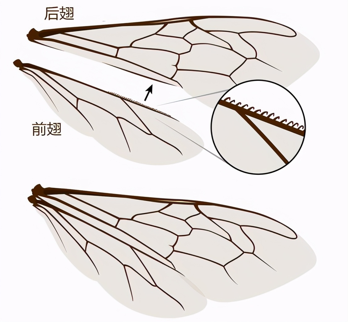 蜜蜂翅膀結構
