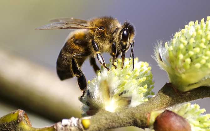 蜜蜂采蜜是什么工蜂（工蜂的形態特征）