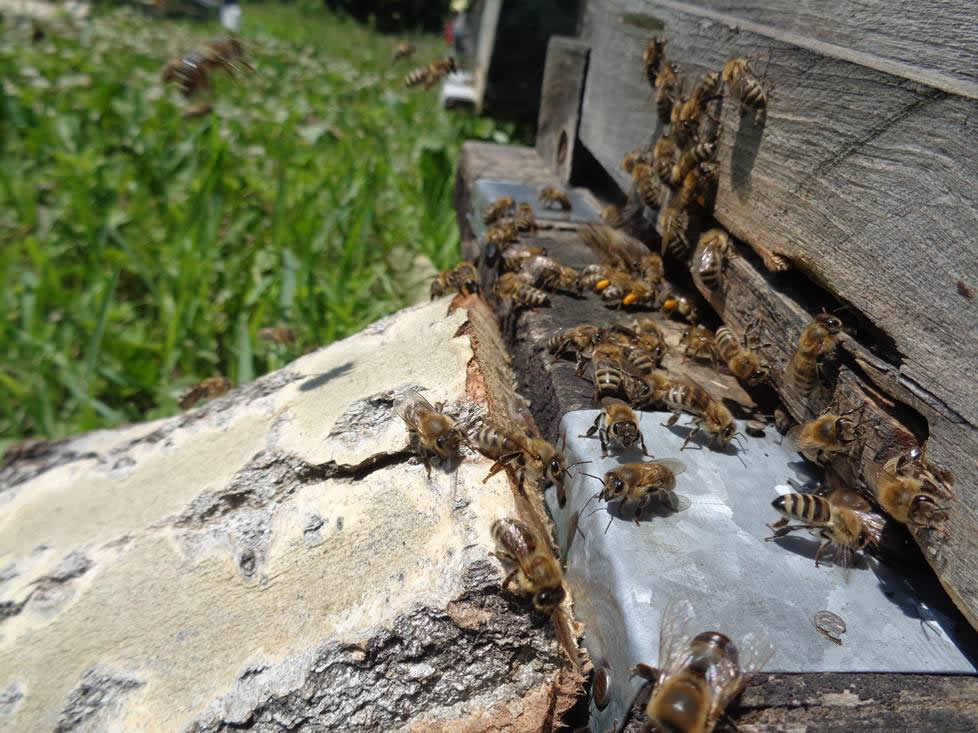 東北黑蜂的四季管理