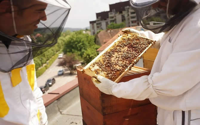 陽臺養蜂