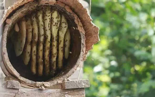 什么是土法養蜂技術？